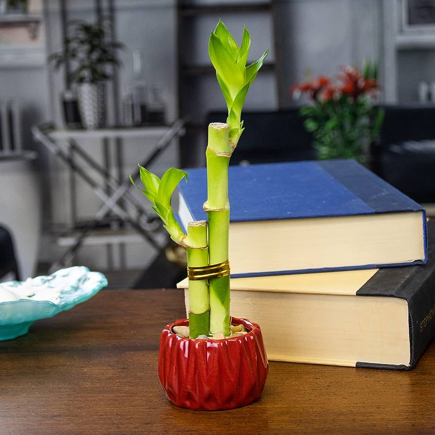 Lucky Bamboo Stick with Ceramic Holder - Corporate Gift (Set of 30).