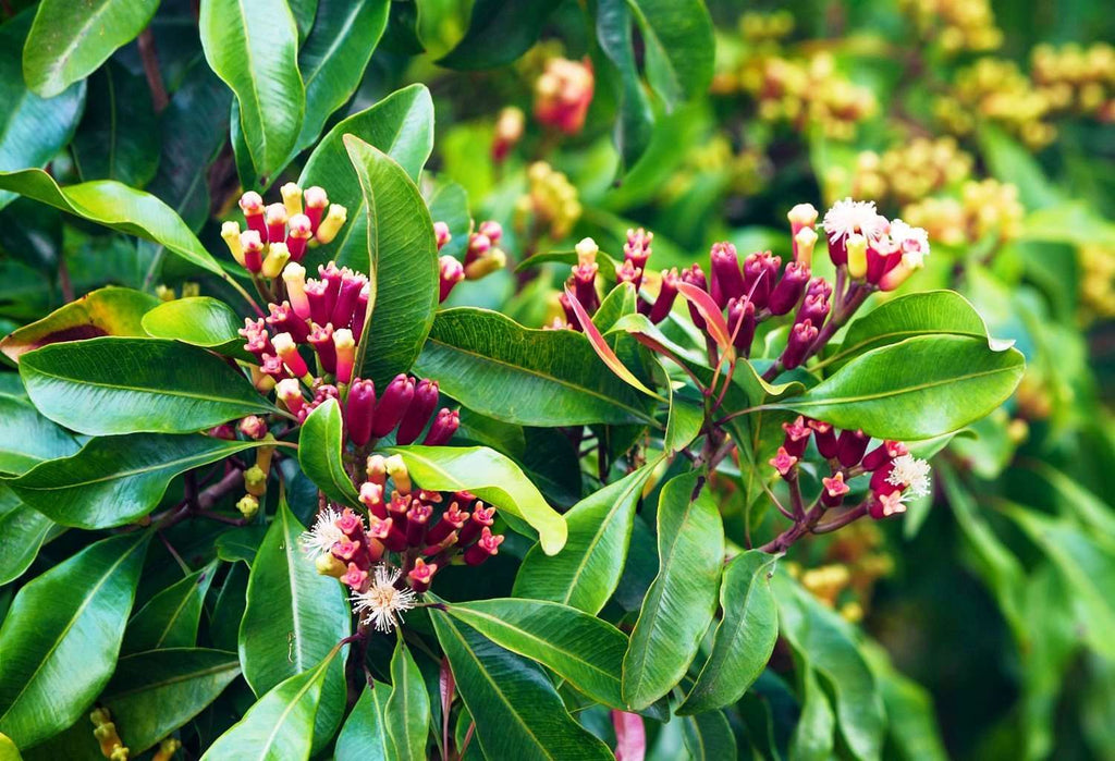 Clove Plant.
