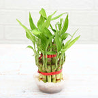 Low Light Indoor Combo