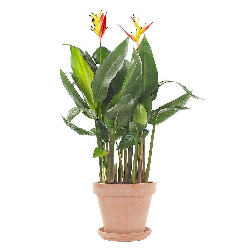 Heliconia Plant.