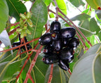 Naval Tree - Jamun Tree Sapling.