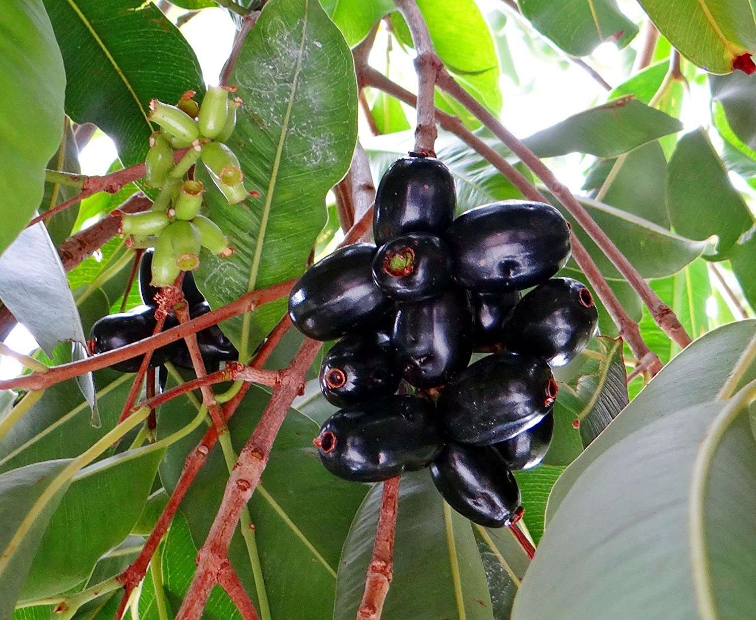 Naval Tree - Jamun Tree Sapling.