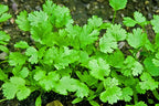 Coriander Seed Balls.