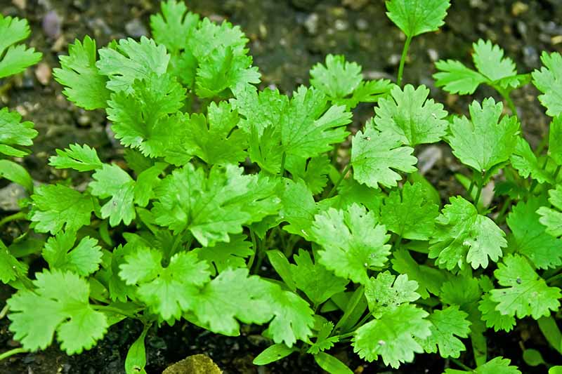 Coriander Seed Balls.