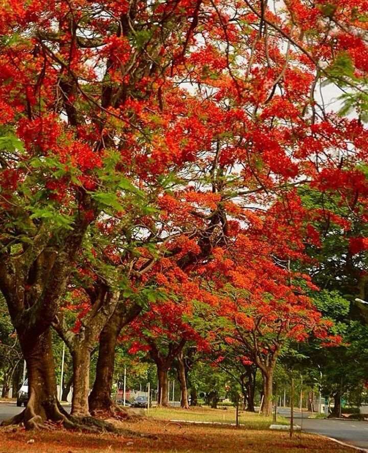 Gulmohar Tree Sapling.