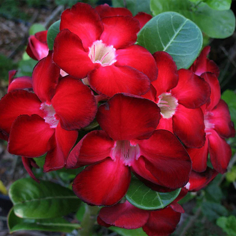 Adenium Plant.