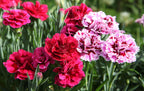 Carnation Plant Seed Balls – Just Throw & Grow