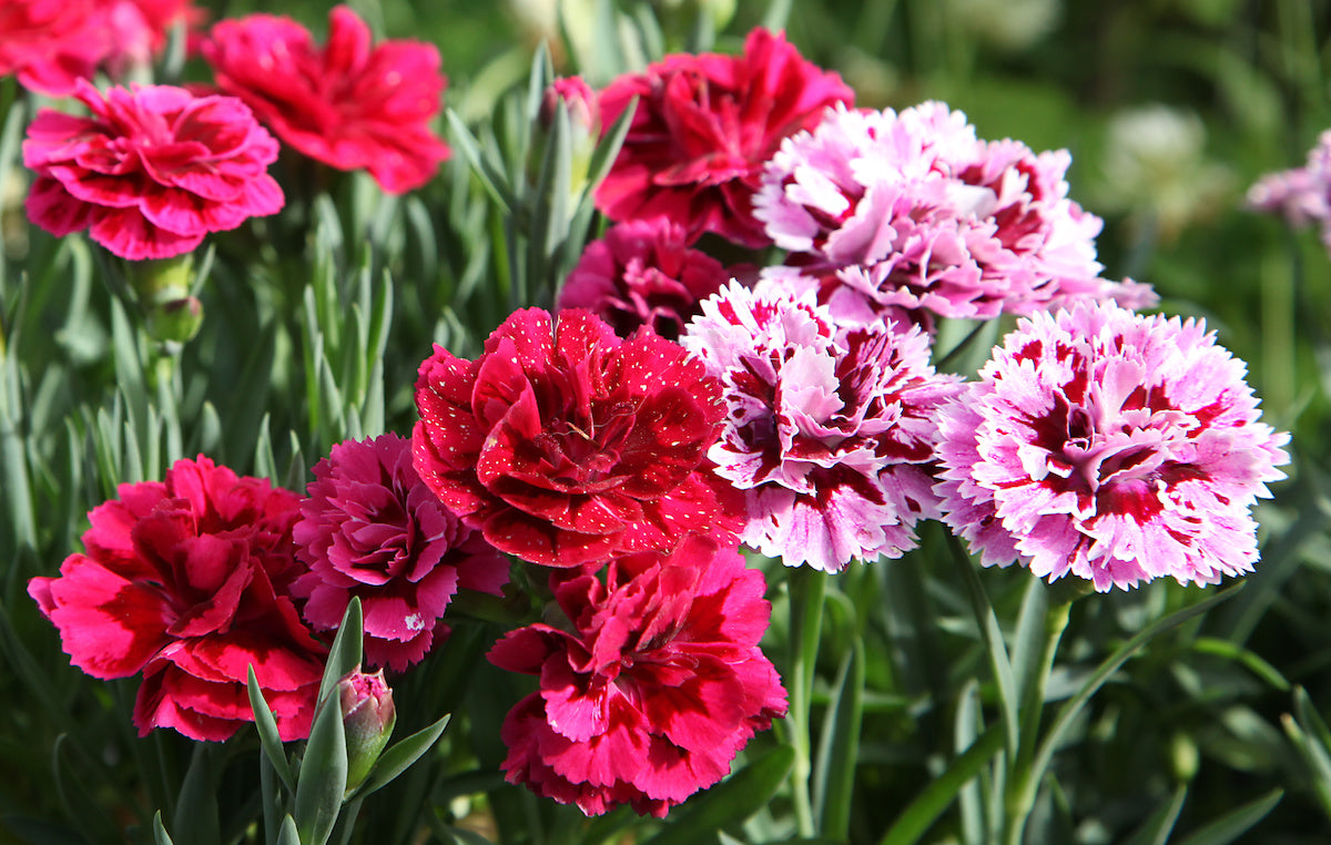 Carnation Plant Seed Balls – Just Throw & Grow