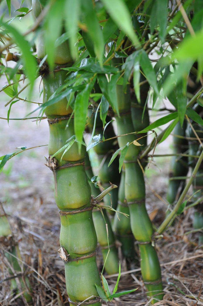 Buddha Bamboo Plant.