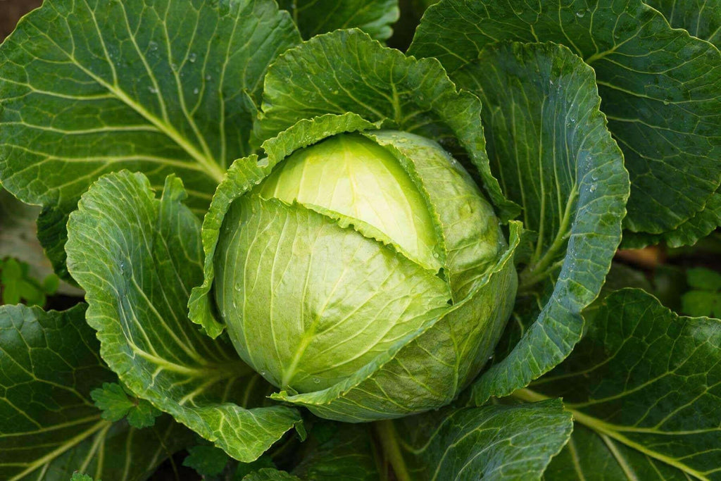 Cabbage Vegetable Seed Balls.