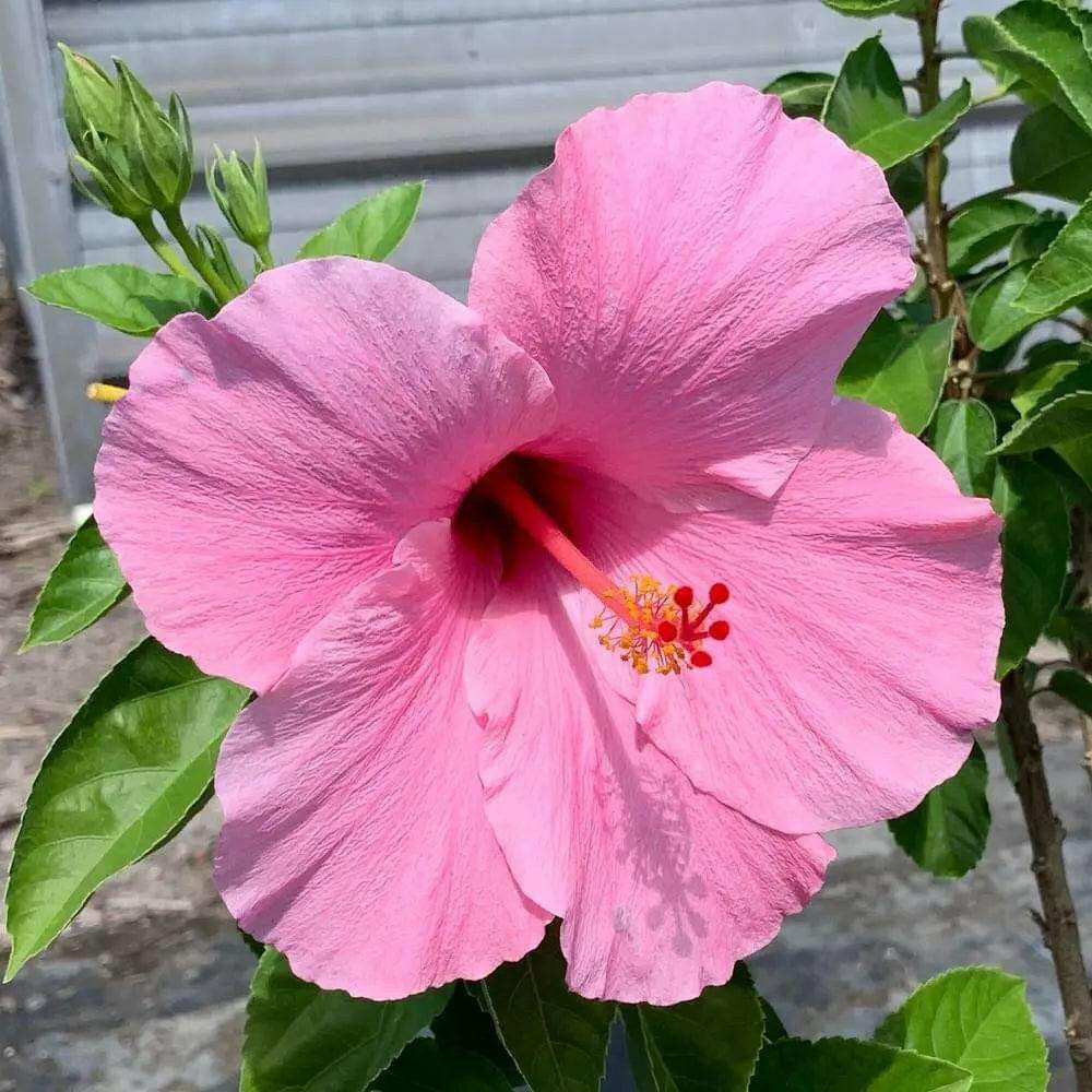 Baby Pink Hibiscus Plant - Gudhal Plant.