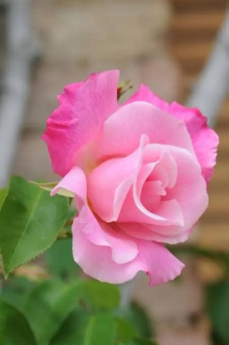 Baby Pink Rose Plant - freeshipping with in India - PadmamNursery ...