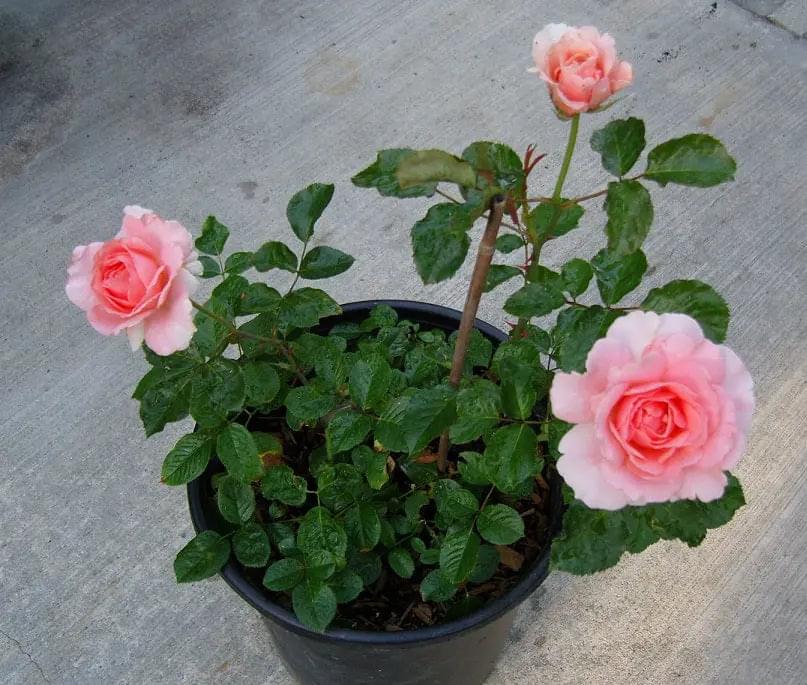 Baby Pink Rose Plant - freeshipping with in India - PadmamNursery ...