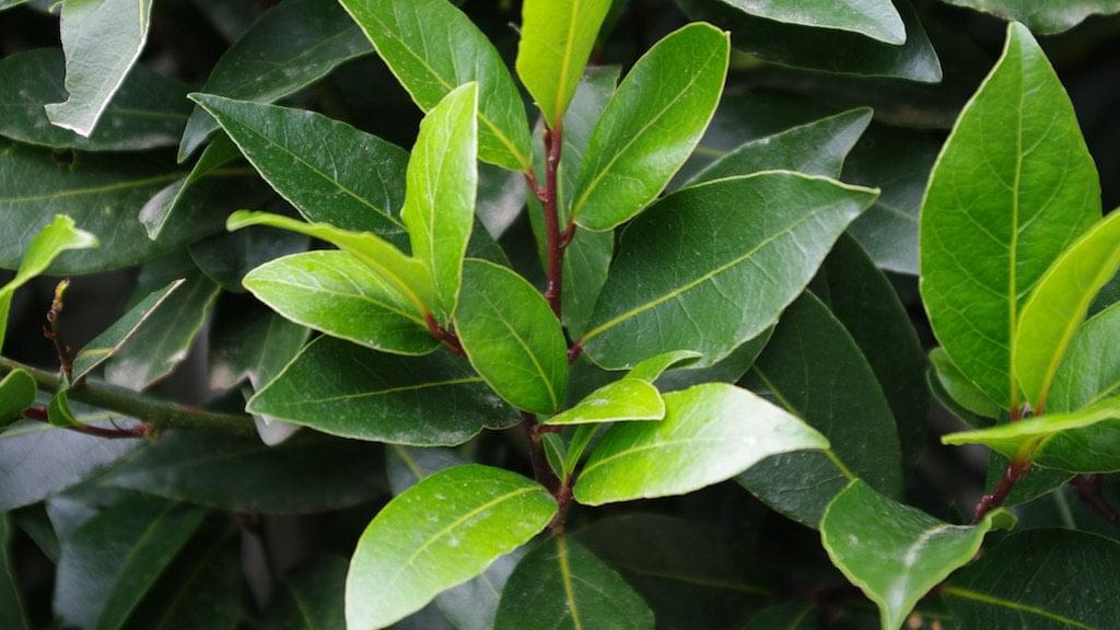 Bay Leaf Plant.