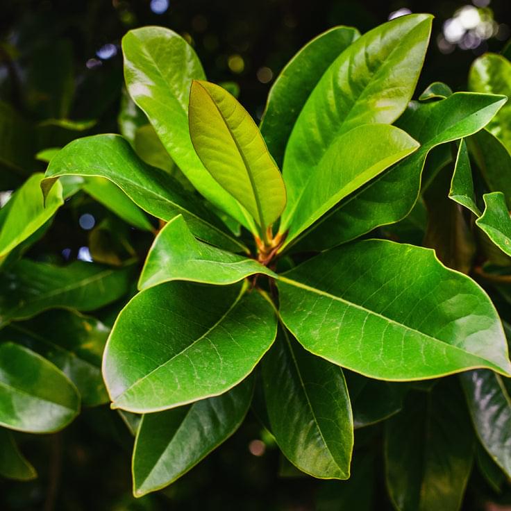 Bay Leaf Plant.