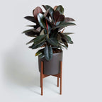 Rubber Plant.