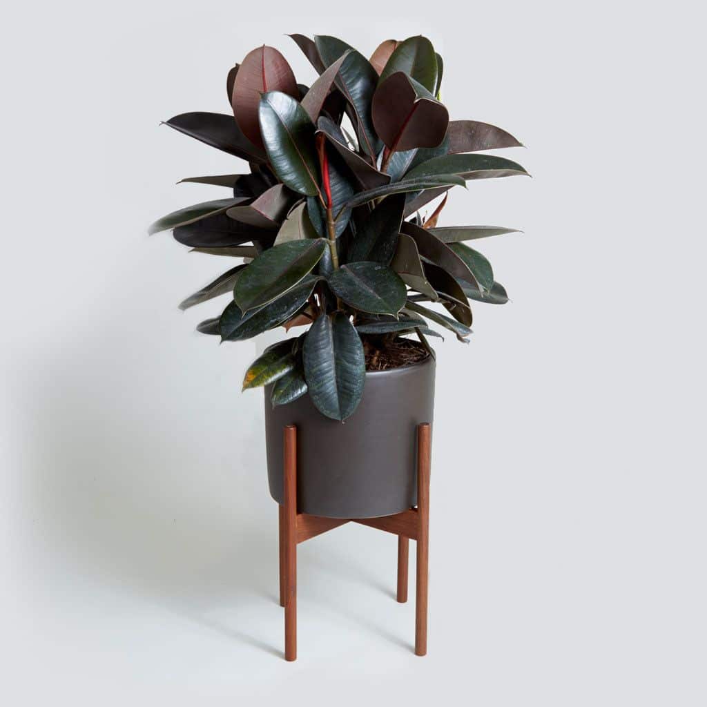 Rubber Plant.