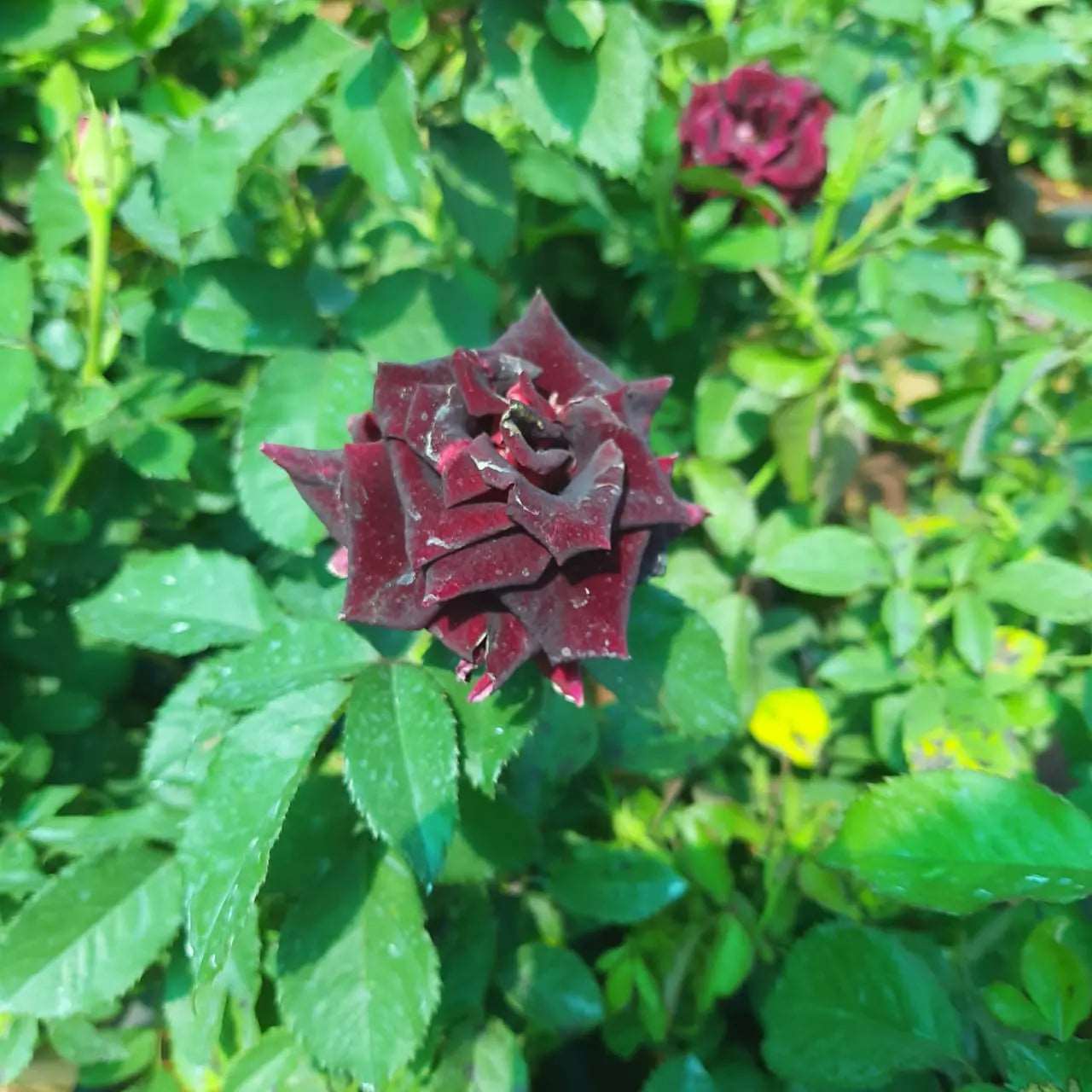 Black Rose Plant.
