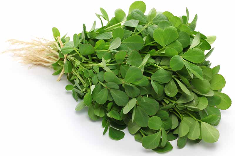 Fenugreek Leaves - Methi Seed Balls - Just Throw & Grow