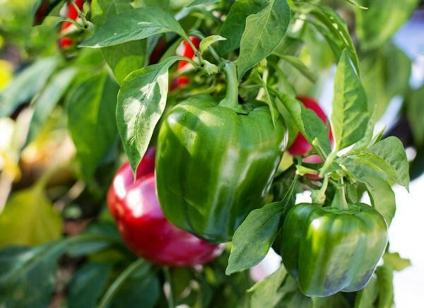 Capsicum Vegetable Seed Balls.