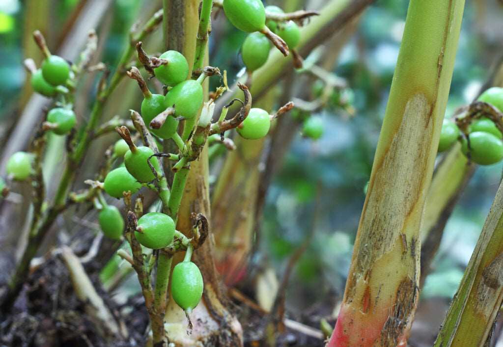Elachi Plant - Green Cardamom Plant.