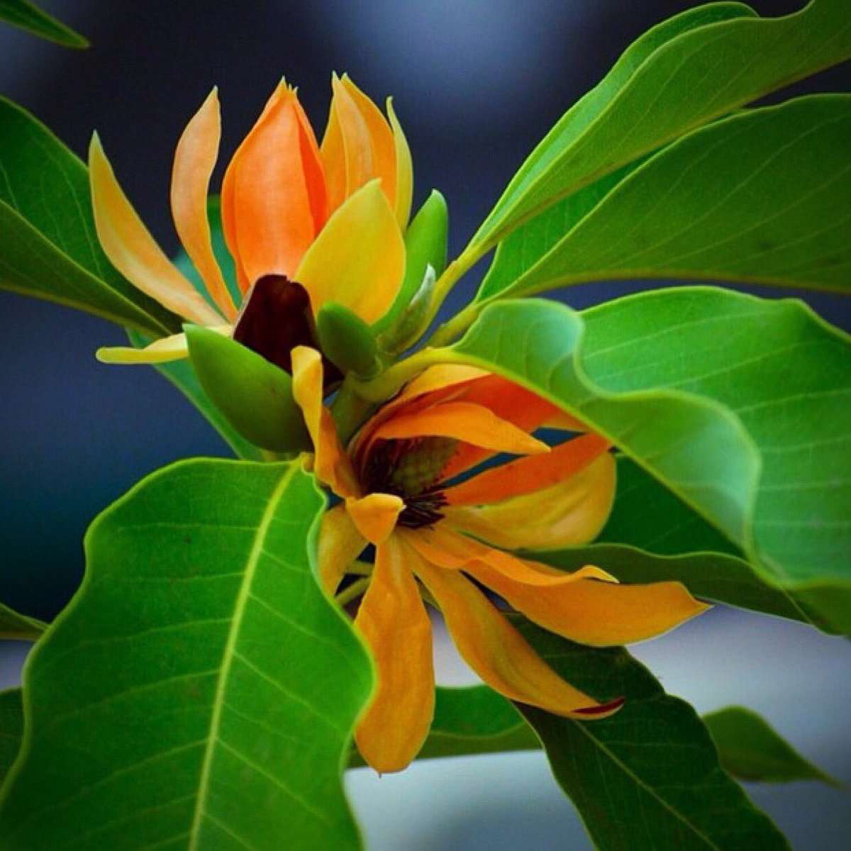 Grafted Champak Flower Plant.