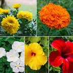 Bloom Burst Garden Combo