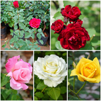 Royal Rose Starter Collection