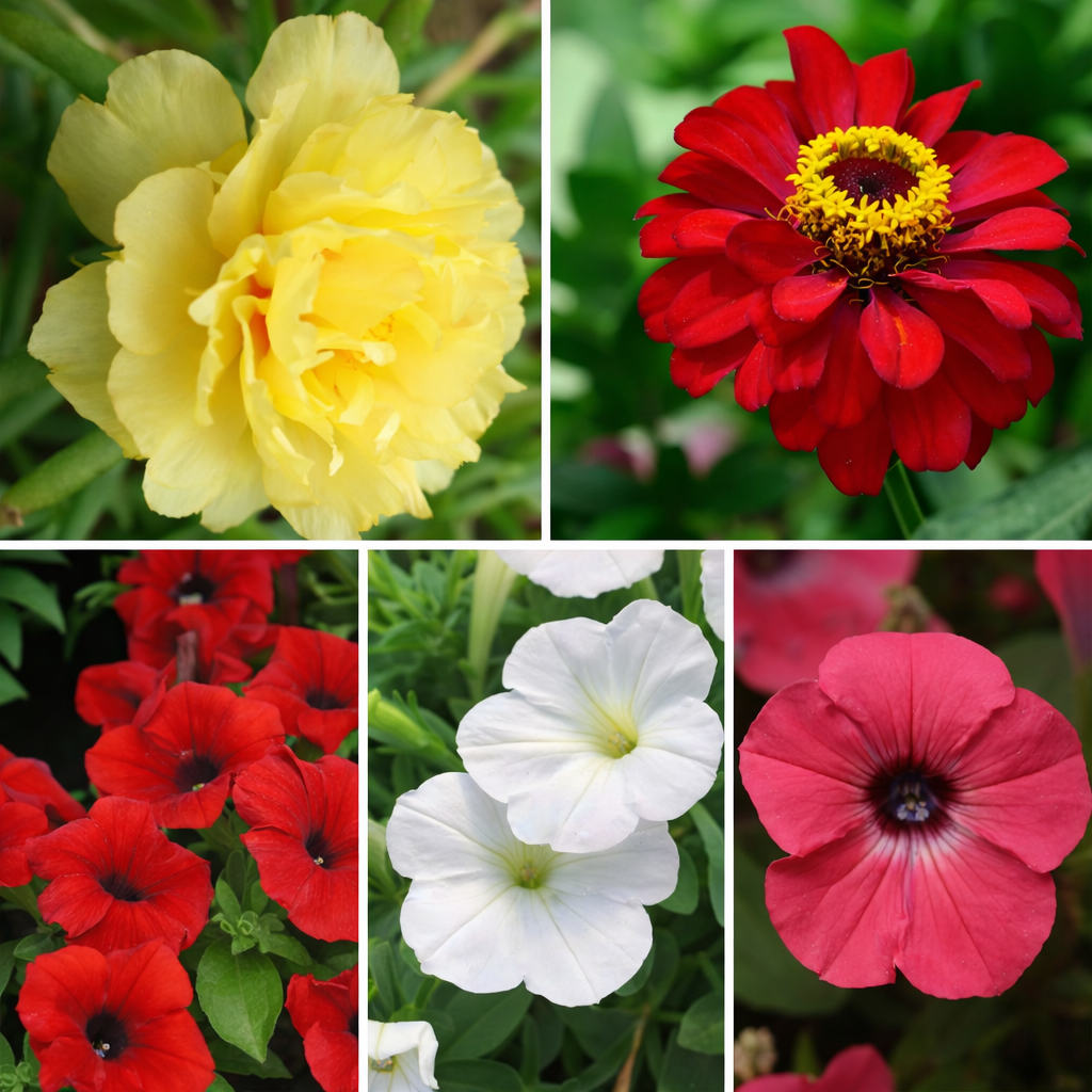 Balcony Color Splash Pack