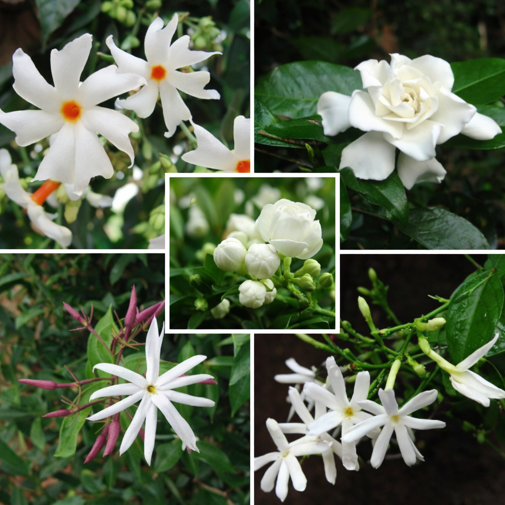 Fragrant Jasmine Temple Garden