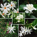 Fragrant Jasmine Temple Garden