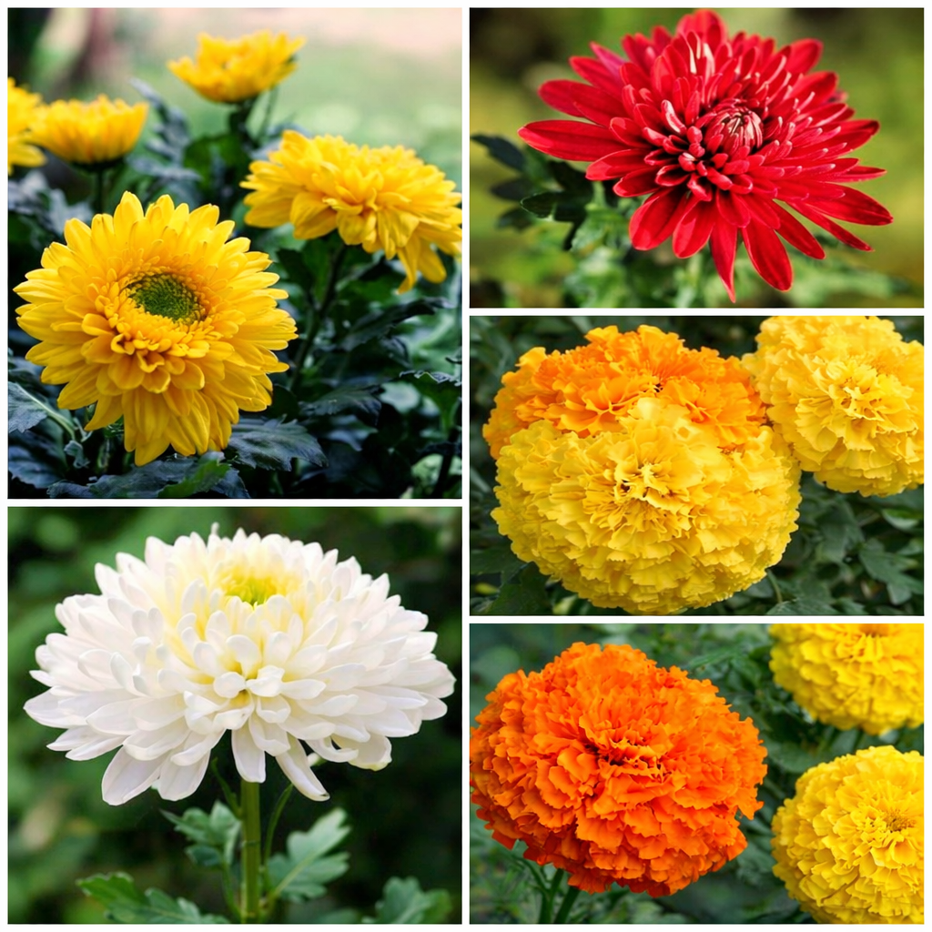 All-Season Marigold & Mum Pack
