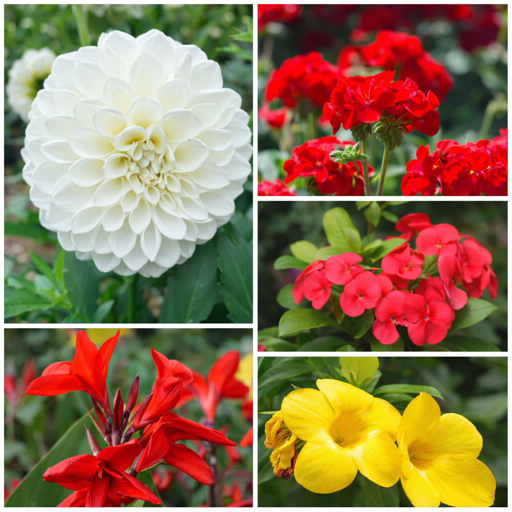 Bold Outdoor Bloomers Pack