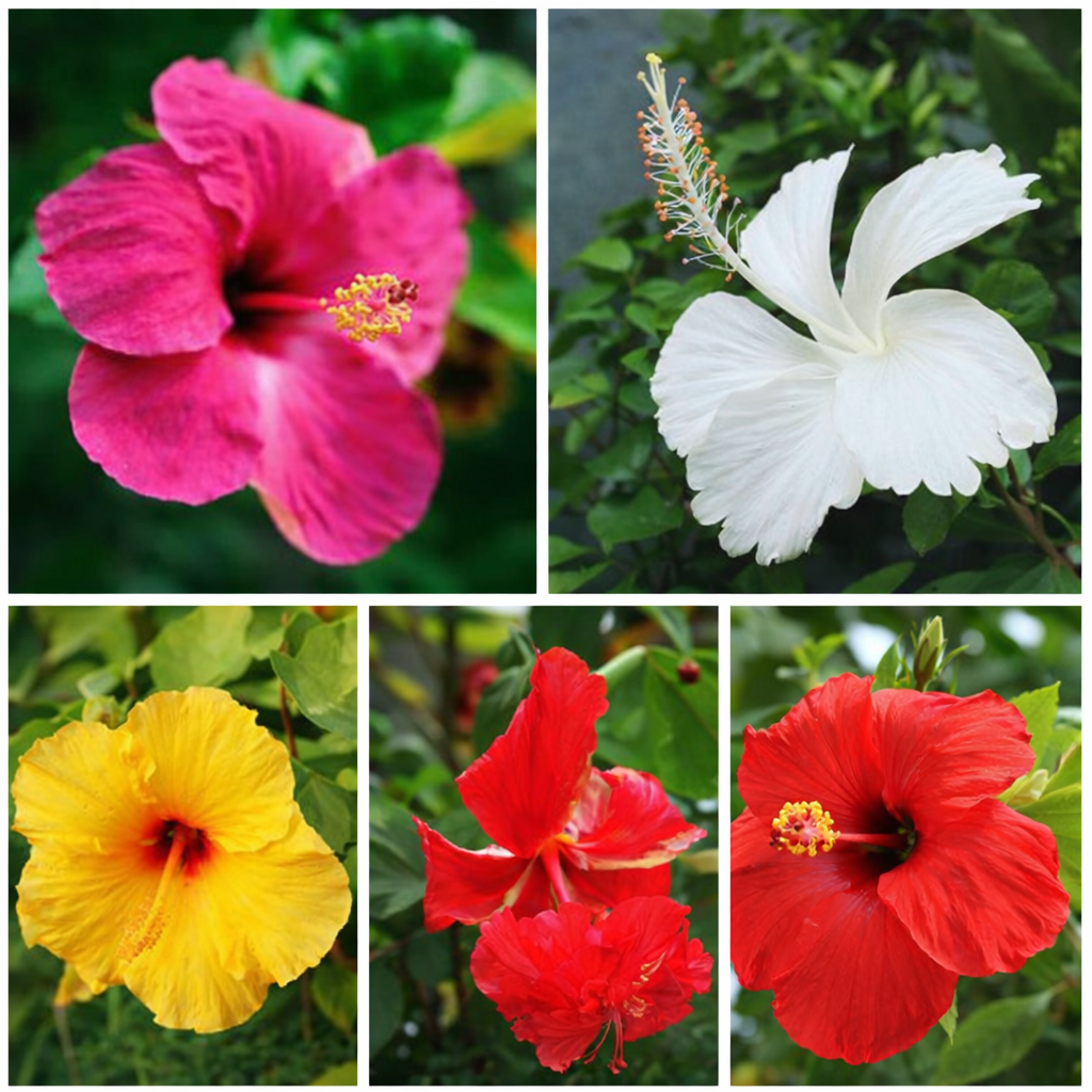 Premium Hibiscus Garden Set