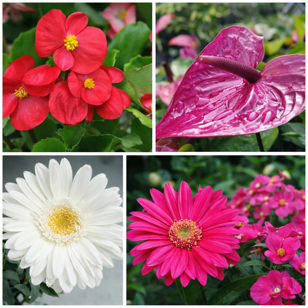 Designer Gerbera & Anthurium Combo