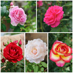 Luxury Scented Rose Collection