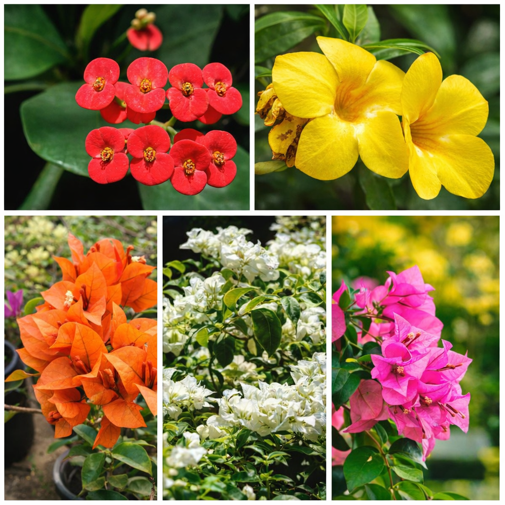 Bougainvillea Landscape Pack