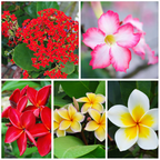 Plumeria & Adenium Bloom Set