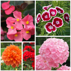 Premium Mixed Flower Garden