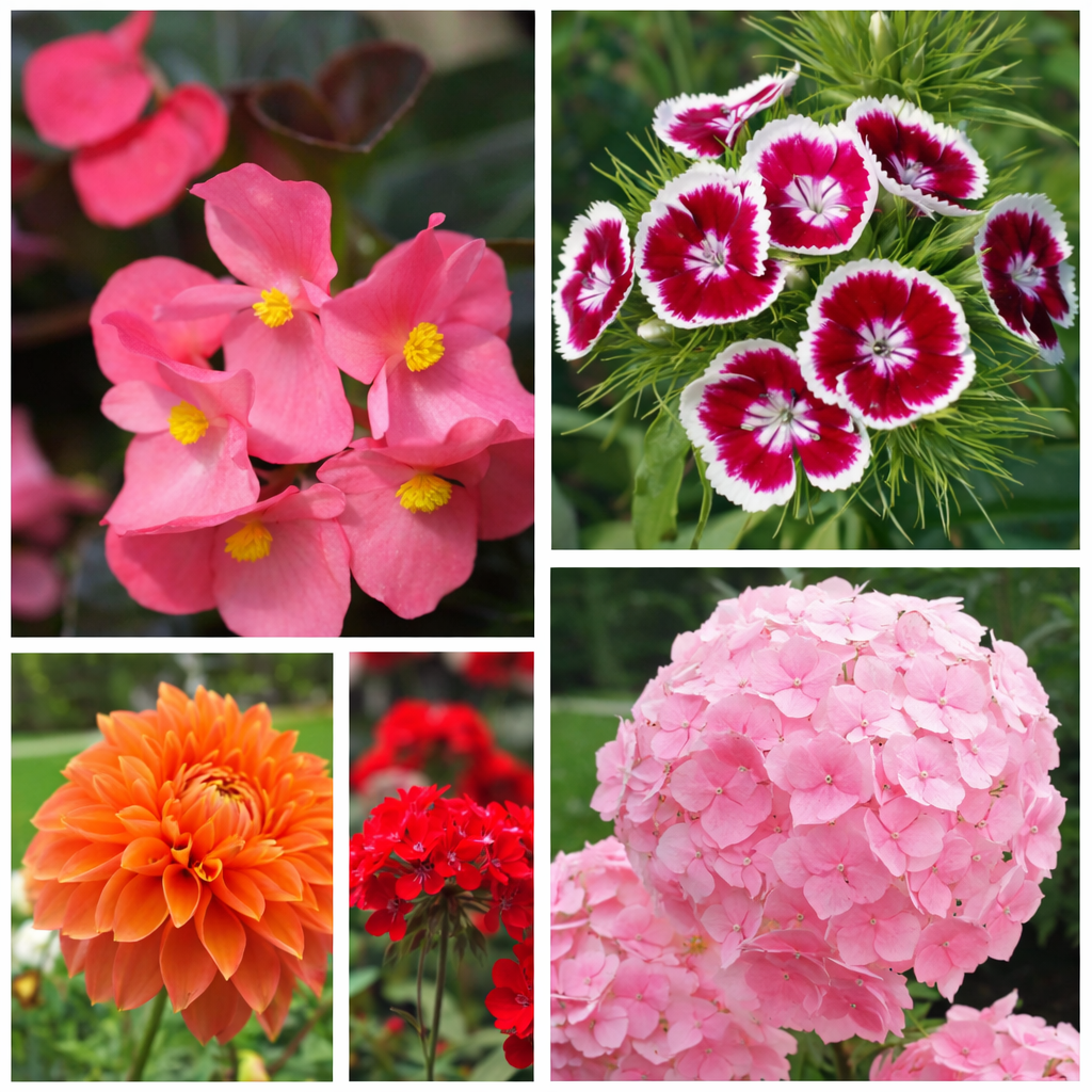 Premium Mixed Flower Garden