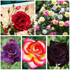 Rare Rose Collector’s Edition