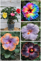 Exotic Hibiscus Showcase Set