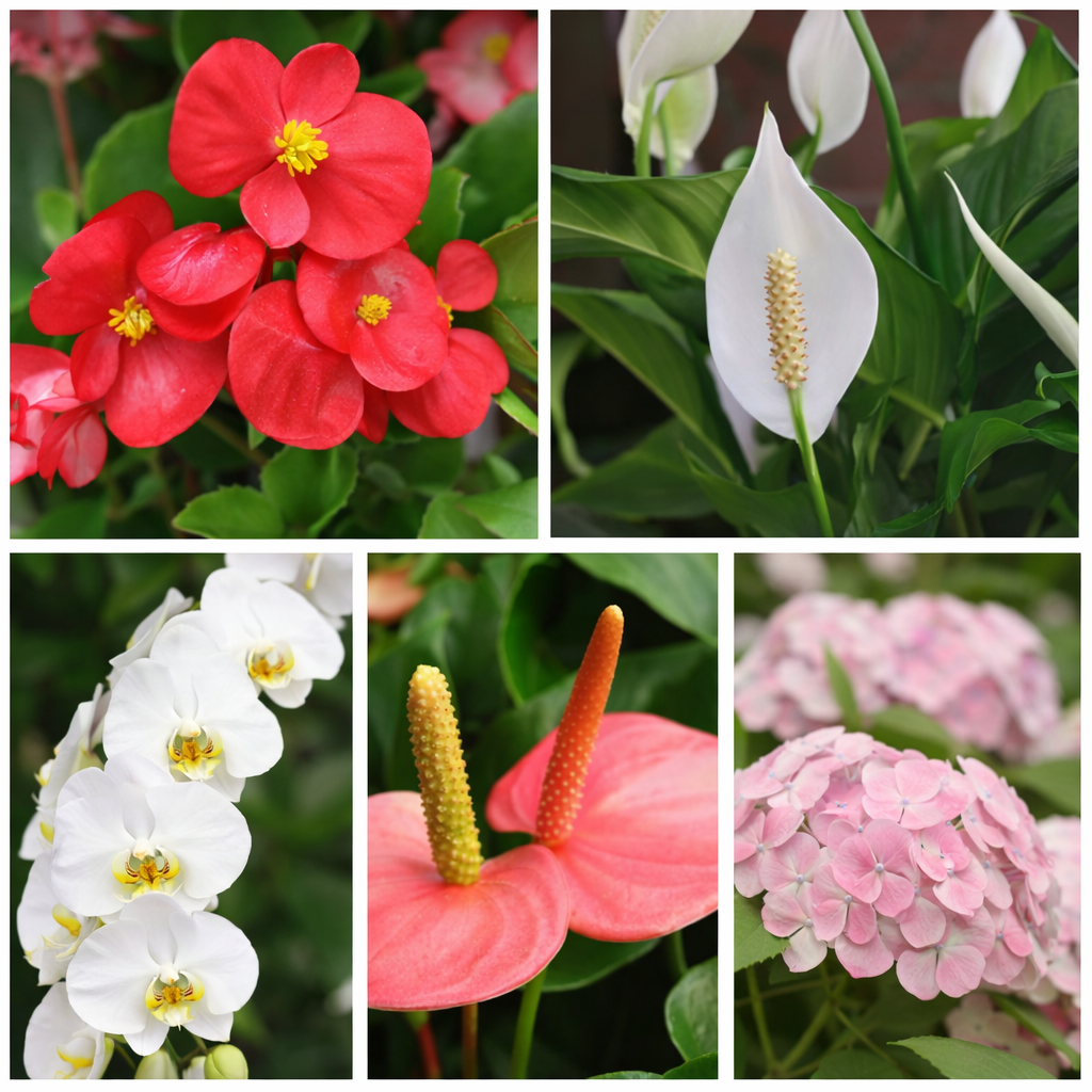 Luxury Indoor Bloom Combo