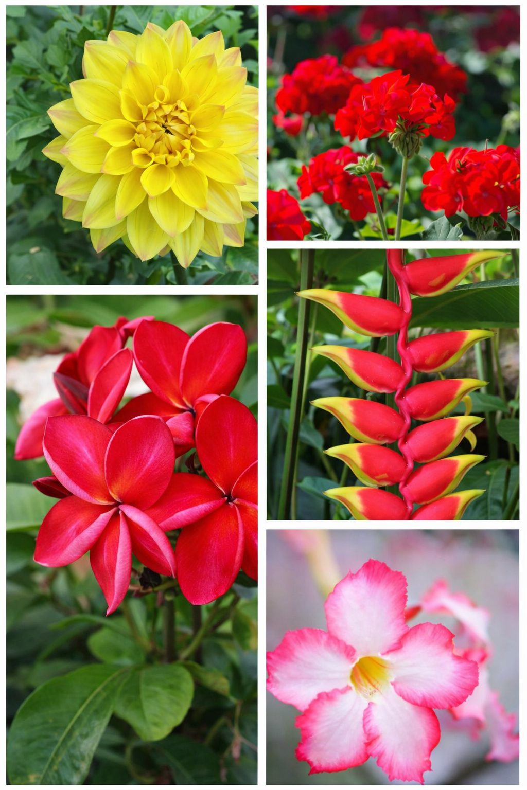 Premium Tropical Bloomers