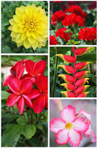 Premium Tropical Bloomers