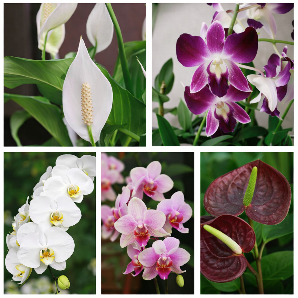 Orchid & Anthurium Luxury Pack
