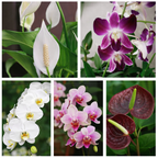 Orchid & Anthurium Luxury Pack