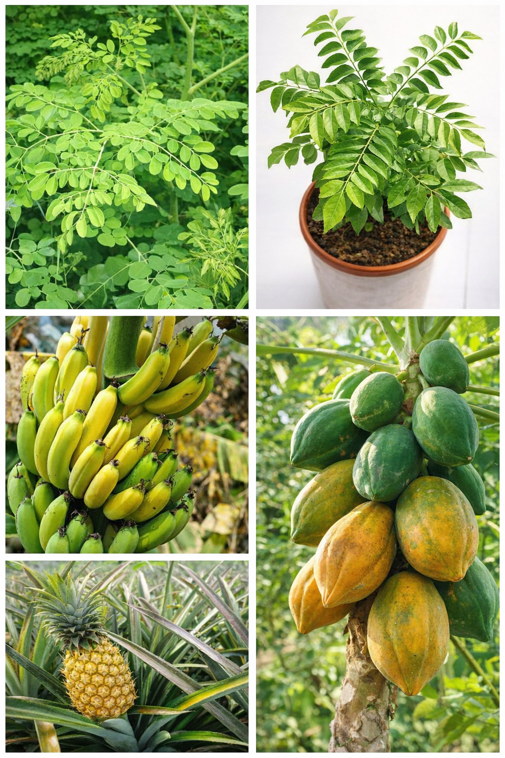 Home Garden Fruit Starter Pack
