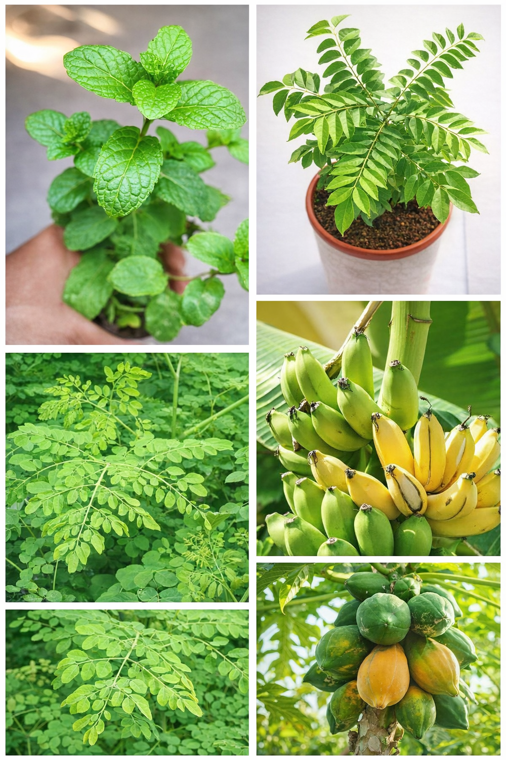 Fast Growing Fruit & Greens Combo