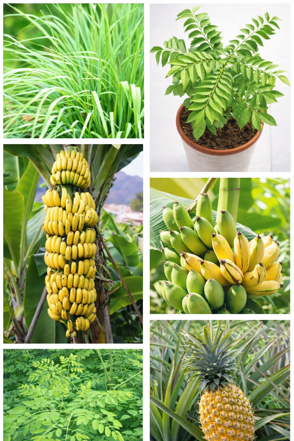 Tropical Backyard Fruit Mix